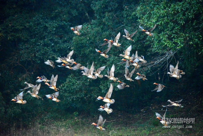 進(jìn)入初冬，大批野生鴛鴦陸續(xù)飛抵江西婺源縣賦春鎮(zhèn)鴛鴦湖越冬，小精靈們?cè)诤嫔匣蛳嗷ヒ蕾?、卿卿我我；或隨波逐流、嬉戲打鬧，悠閑自在生活在青山綠水之間，優(yōu)良的水域和豐富的湖畔闊葉林，為鴛鴦過(guò)冬提供良好生存環(huán)境，婺源鴛鴦湖已成為亞洲最大的野生鴛鴦越冬棲息地。（攝于12月4日下午）