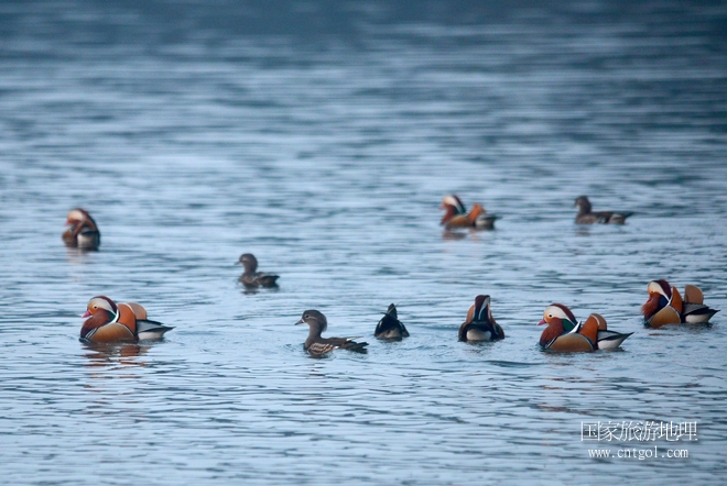 進(jìn)入初冬，大批野生鴛鴦陸續(xù)飛抵江西婺源縣賦春鎮(zhèn)鴛鴦湖越冬，小精靈們?cè)诤嫔匣蛳嗷ヒ蕾?、卿卿我我；或隨波逐流、嬉戲打鬧，悠閑自在生活在青山綠水之間，優(yōu)良的水域和豐富的湖畔闊葉林，為鴛鴦過(guò)冬提供良好生存環(huán)境，婺源鴛鴦湖已成為亞洲最大的野生鴛鴦越冬棲息地。（攝于12月4日下午）