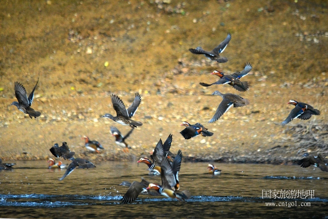 進(jìn)入初冬，大批野生鴛鴦陸續(xù)飛抵江西婺源縣賦春鎮(zhèn)鴛鴦湖越冬，小精靈們?cè)诤嫔匣蛳嗷ヒ蕾?、卿卿我我；或隨波逐流、嬉戲打鬧，悠閑自在生活在青山綠水之間，優(yōu)良的水域和豐富的湖畔闊葉林，為鴛鴦過(guò)冬提供良好生存環(huán)境，婺源鴛鴦湖已成為亞洲最大的野生鴛鴦越冬棲息地。（攝于12月4日下午）