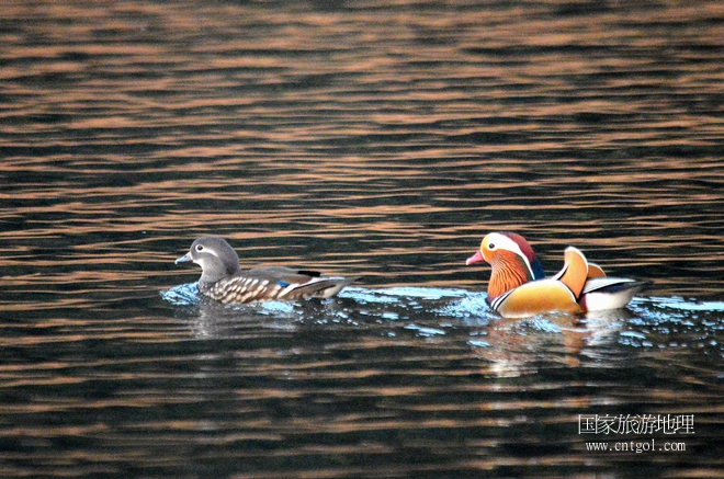 進(jìn)入初冬，大批野生鴛鴦陸續(xù)飛抵江西婺源縣賦春鎮(zhèn)鴛鴦湖越冬，小精靈們?cè)诤嫔匣蛳嗷ヒ蕾?、卿卿我我；或隨波逐流、嬉戲打鬧，悠閑自在生活在青山綠水之間，優(yōu)良的水域和豐富的湖畔闊葉林，為鴛鴦過(guò)冬提供良好生存環(huán)境，婺源鴛鴦湖已成為亞洲最大的野生鴛鴦越冬棲息地。（攝于12月4日下午）